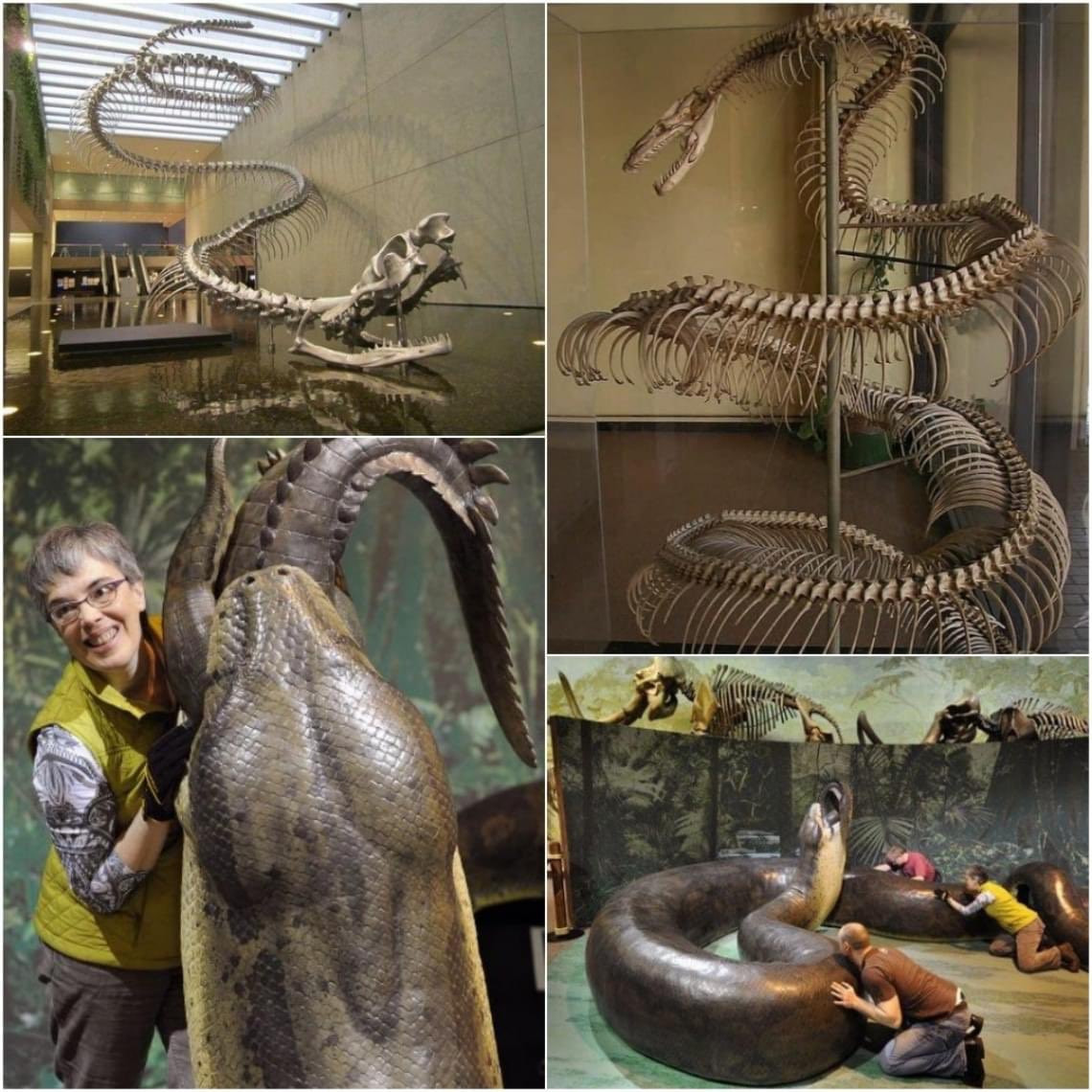 Unveiling The Ancient Era Giant Serpent Fossils From Colombia Shed Unveiling The Ancient Era Giant Serpent Fossils From Colombia Shed